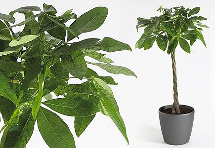 راهنمای نگهداری و پرورش گیاهان آپارتمانی - شاه بلوط گویان